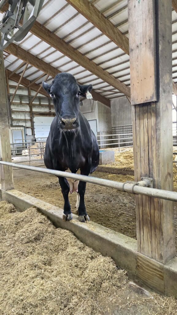Making Friend with an adult cow